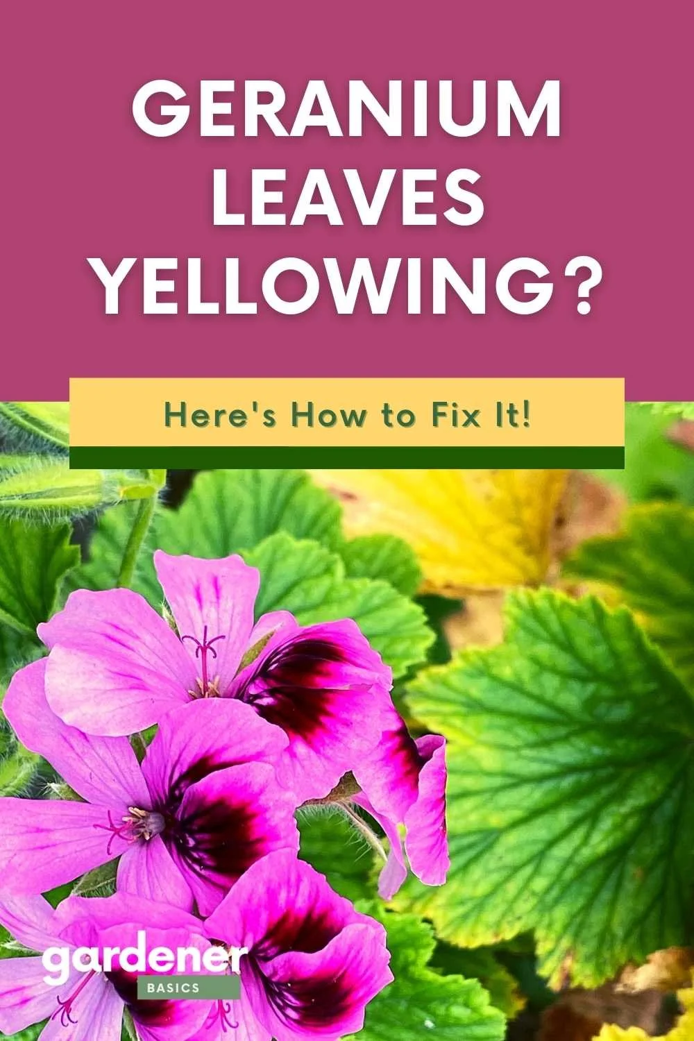 Why Your Geranium Leaves Are Turning Yellow and Solutions — Gardening